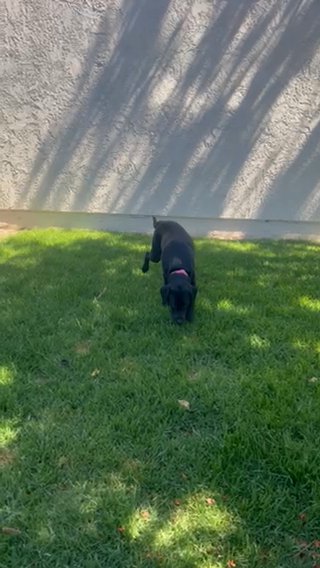 Luna