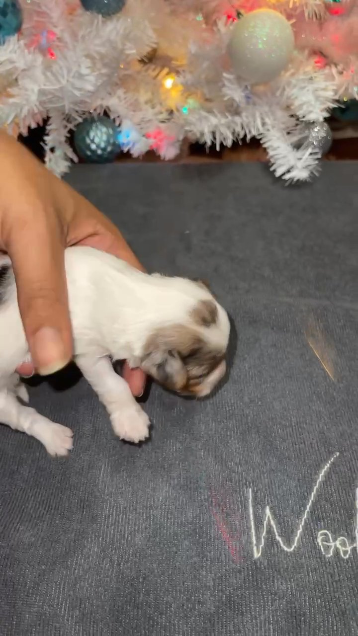 Blueberry Merle Female Yorkie