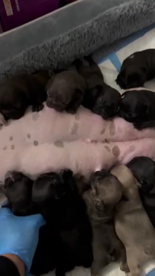 Frenchies Availables