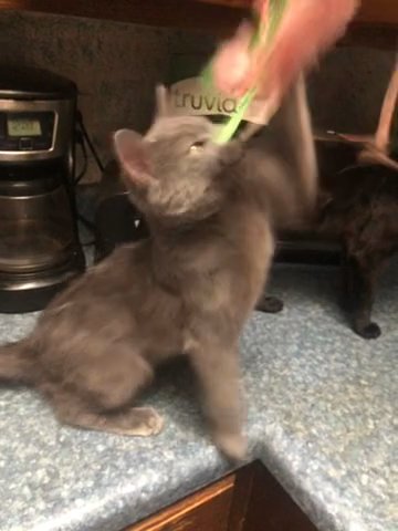 Kitten