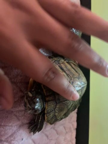 2 Turtles