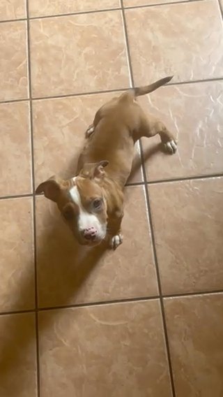 pocket bully