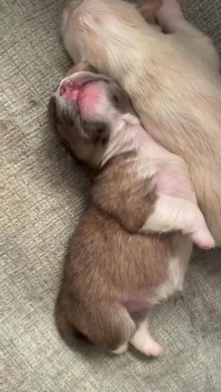 Chanel 7week Old Female Shih-mo