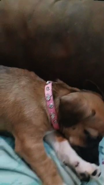 puppy for sale