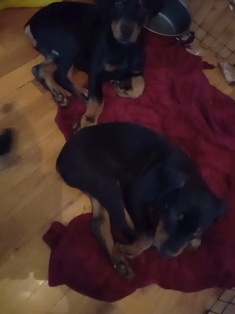 Doberman Pinscher Male