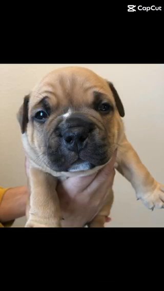 American Bully Male