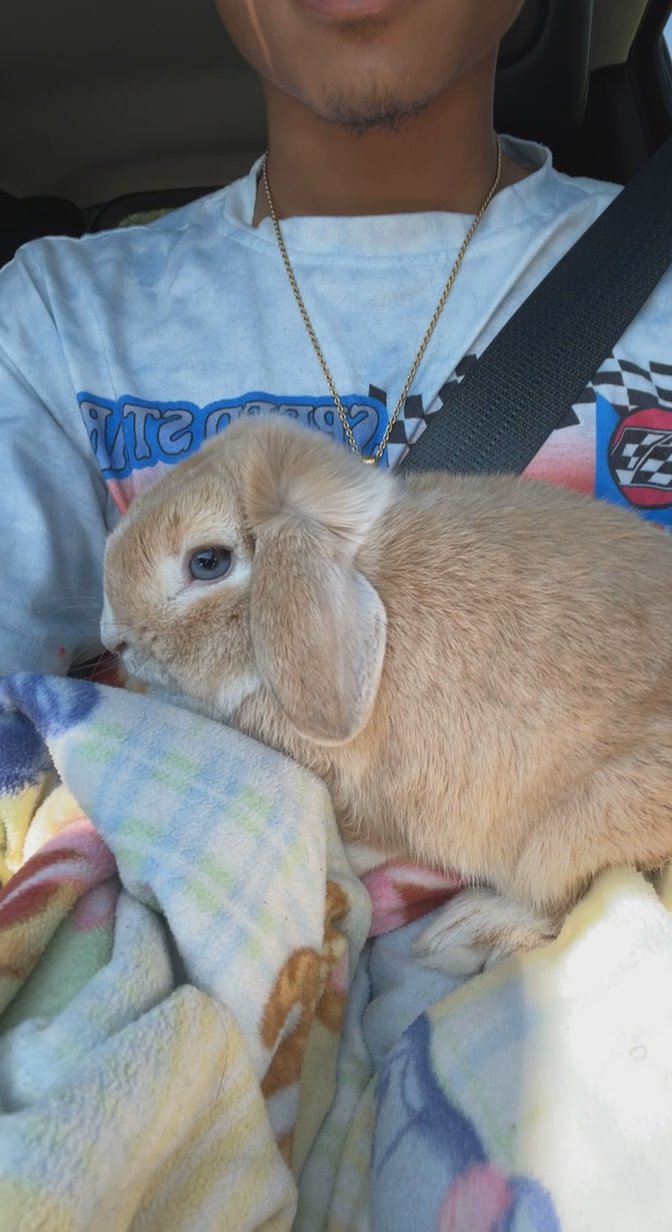 Young Rabbit for SALE!