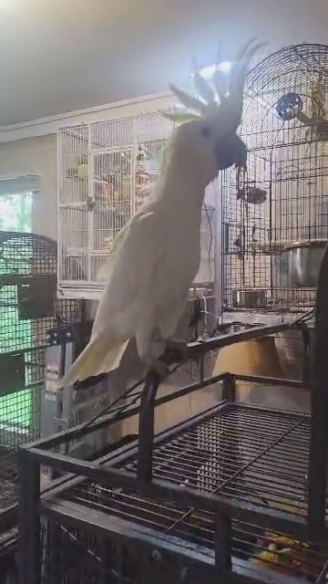 REHOMED : female citron cockatoo