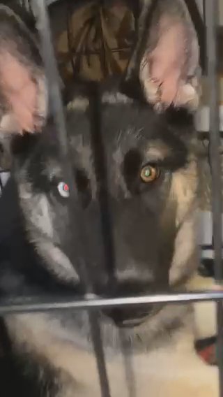Female German Shepard 8months Old