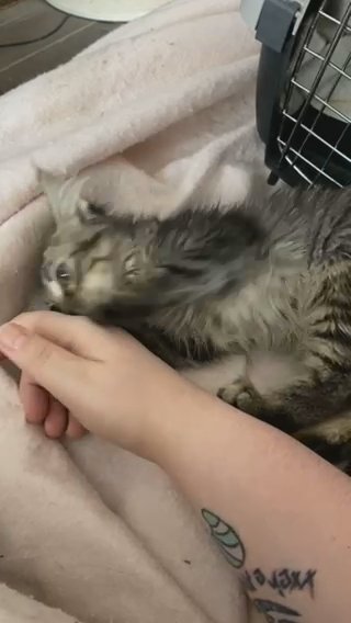 Kitten For Sell