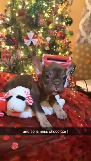 Chocolate, Frenchie, Baby