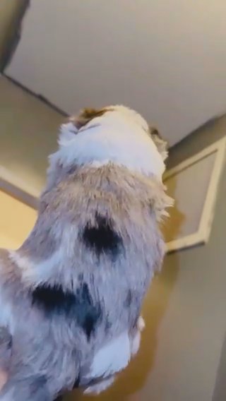 Blueberry Merle