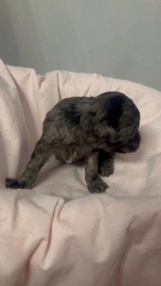 AKC MINI POODLE MERLE Female