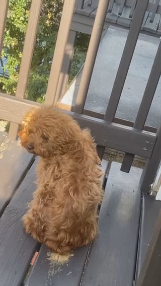 Bella Enjoying The Nice Windy Weather