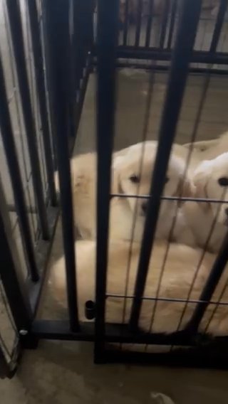 Golden Retriever Rehoming