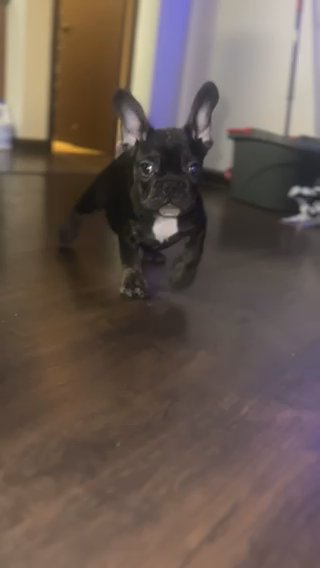 Ready For His New Home