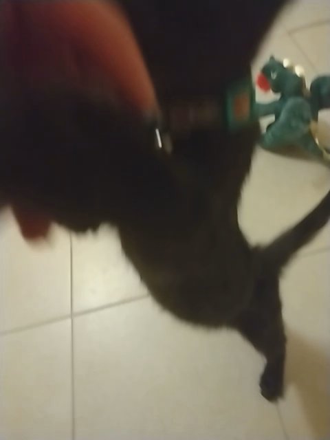 Kitten needs a forever home!
