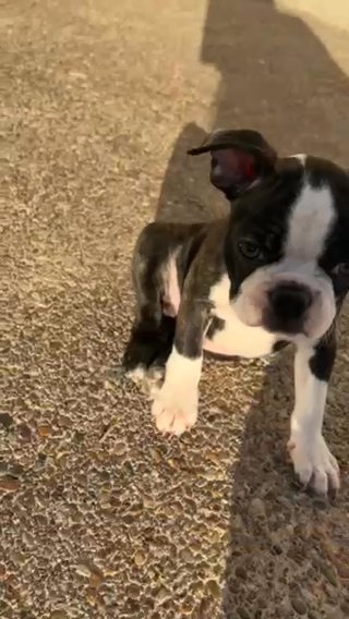 Boston Terrier