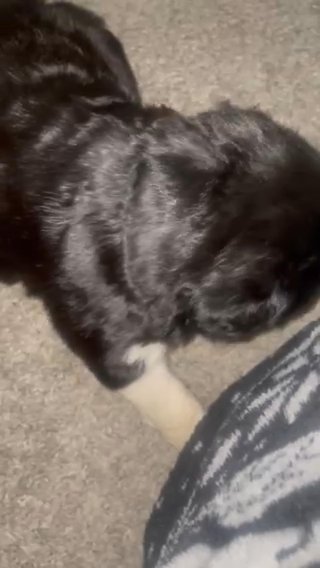 4 weeks old pit/lab