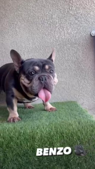 BLUE TRI MALE STUD AKC REGISTERED