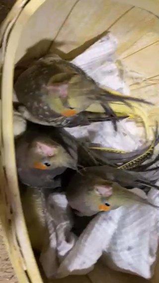Cockateils