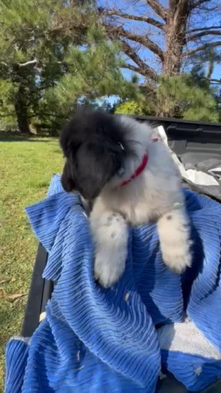 Newfoundland/Great Pyrenees Puppies