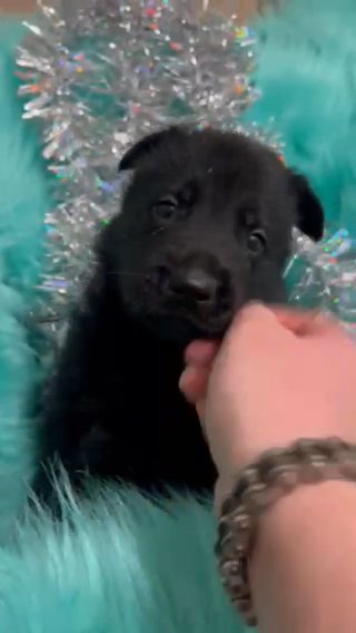 ?SOLD?German Shepherd- All Black Cane