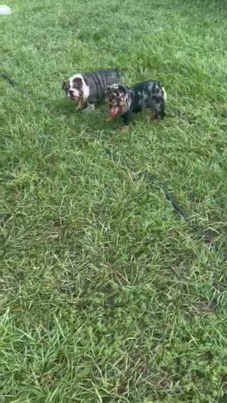Black Merle W/ Tan Points Male Pet Home Fee