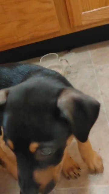 Emmit the whelpie    whippet x kelpie