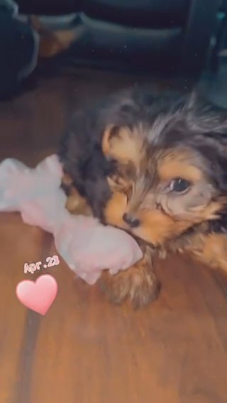 CKC Female Yorkie
