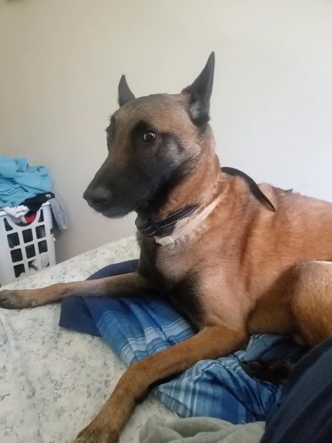 Capone The Belgian Malinois
