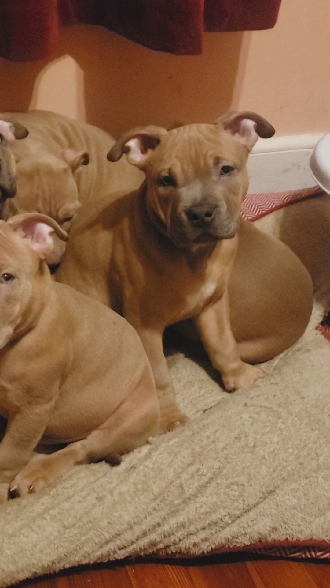 American Bully Puppies