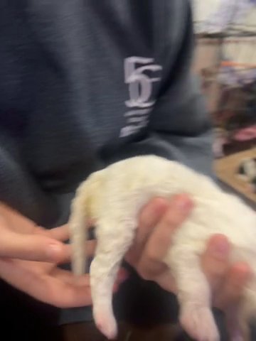 Miniature Bernedoodle in Ashland, Kentucky