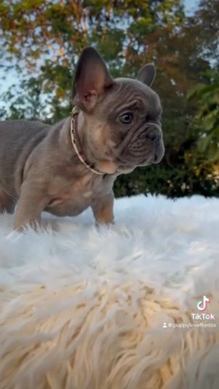 Louie
