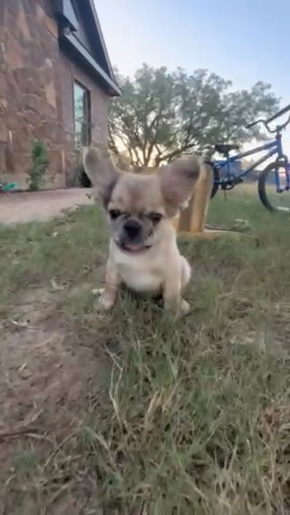 Fluff Teddy ?