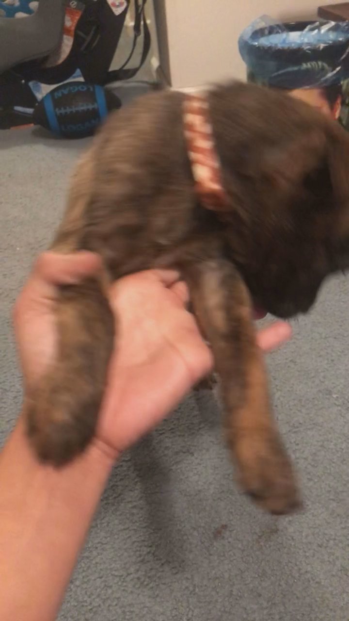 9 week old BOY PUPPY