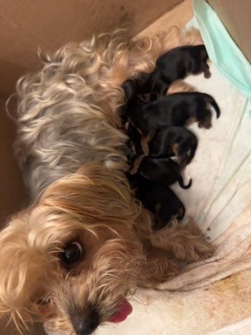 Yorkie Babies