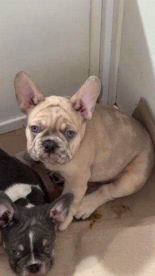 Akc Registered 9 Week old Male Merle