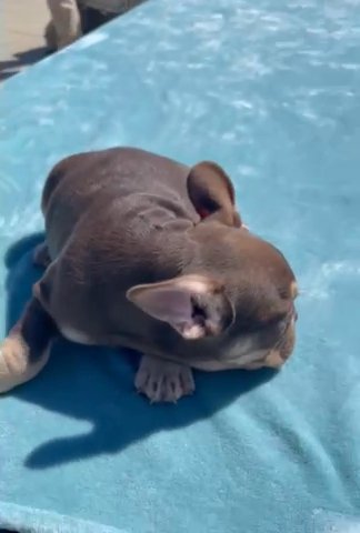 “NEMO” - ROJO TAN ISABELLA MALE FRENCH BULLDOG