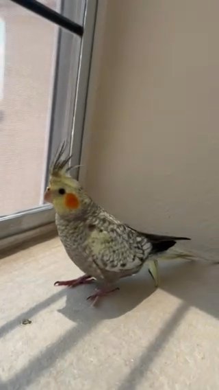 3 Month Old Cockatiel