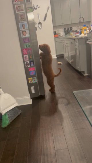 Mylo