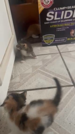Kittens