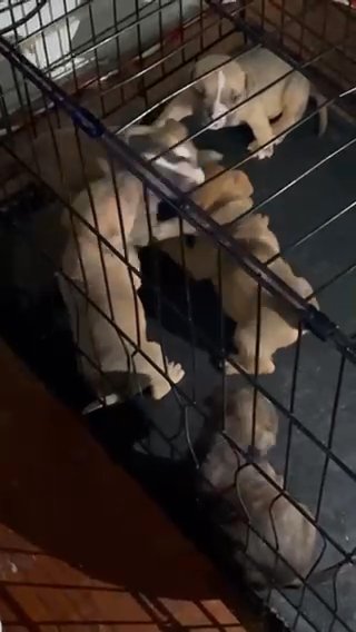 American Bullies