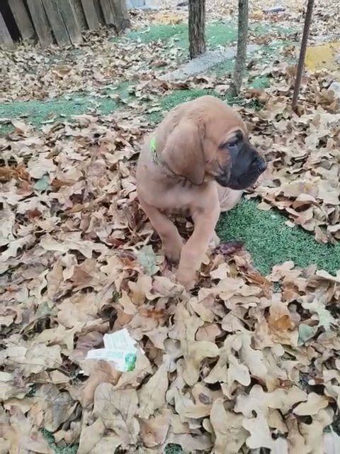 Black Mask Fawn Female