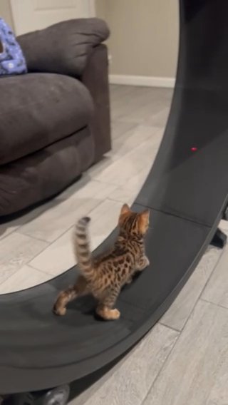 Bengal Kitten