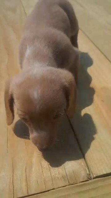 miniature dachshund