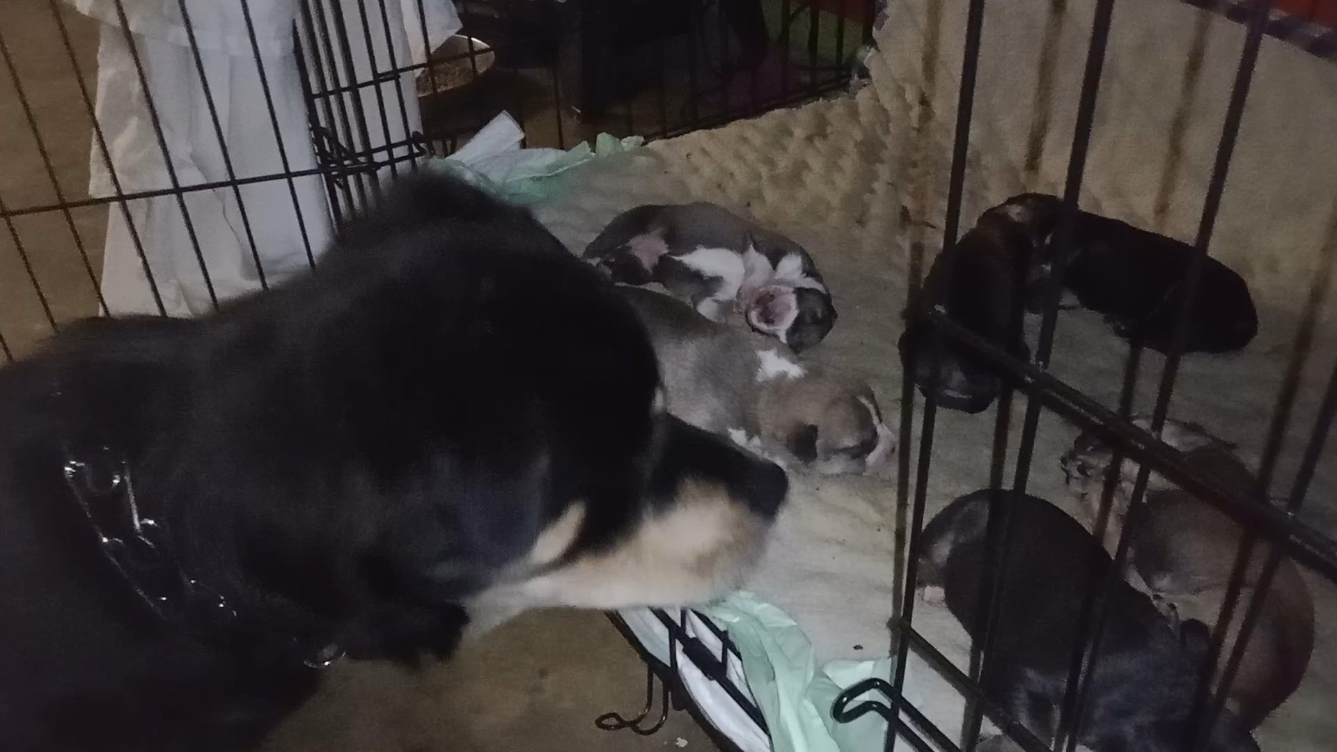 Rot.ski.pit