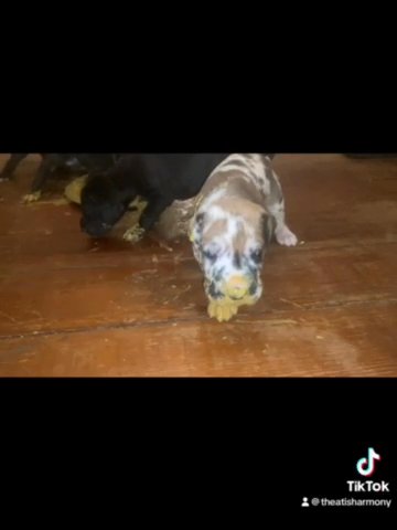 AKC Great Dane Puppies
