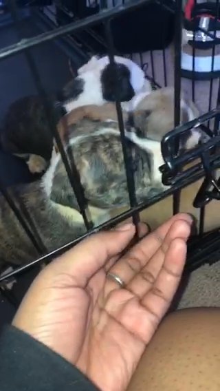 Pocket Bully’s