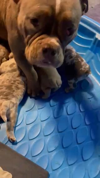 Bankroll pups